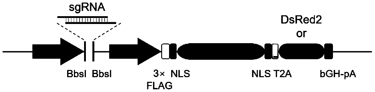 A Gene Knockout Method for Rapidly Acquiring Large Deletions in Cell Lines Using the CRISPR/Cas9 System