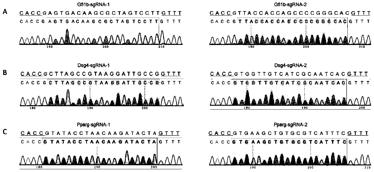 A Gene Knockout Method for Rapidly Acquiring Large Deletions in Cell Lines Using the CRISPR/Cas9 System