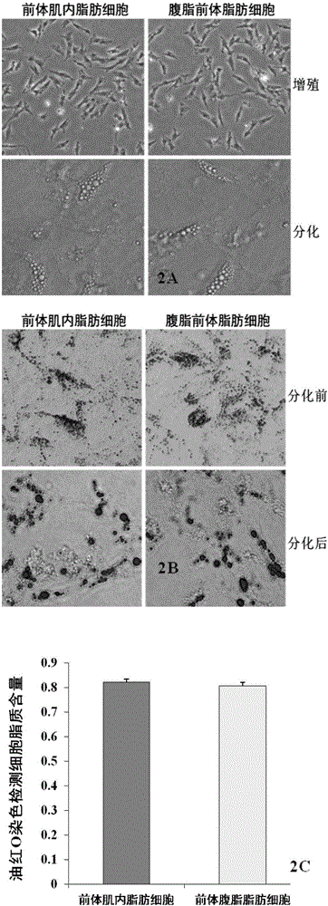 Method for separating and purifying high-purity chicken-precursor intramuscular fat cells and establishing intramuscular-fat-cell-and-muscle-satellite-cell co-culturing system