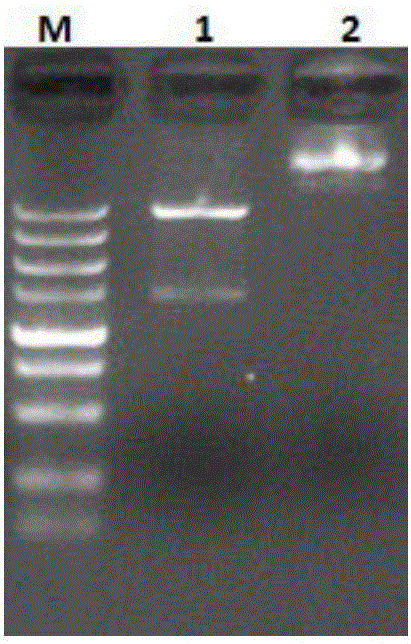 Monoclonal antibody of apolygus lucorum ecdysone resistant receptor protein and application thereof