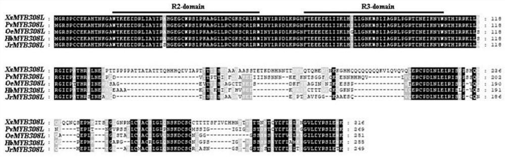 Xsmyb308l, a drought-inducible transcription factor of X. sorbifolium and its application