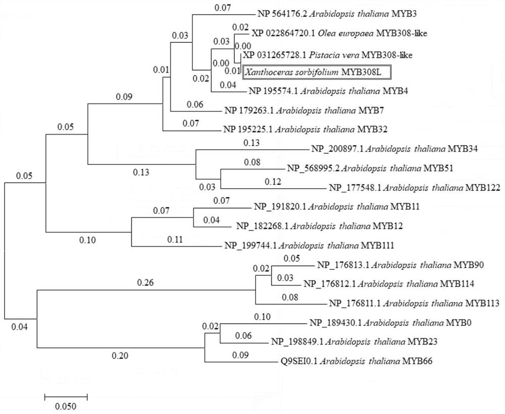 Xsmyb308l, a drought-inducible transcription factor of X. sorbifolium and its application