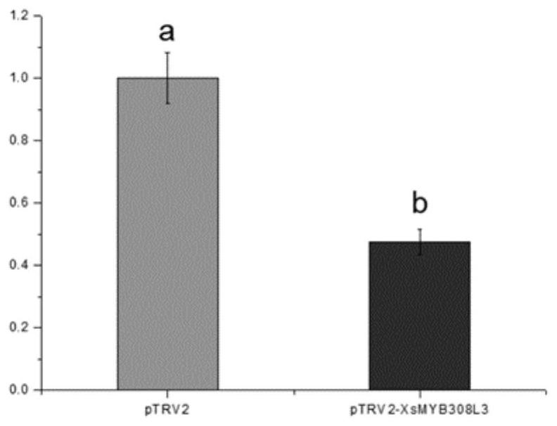 Xsmyb308l, a drought-inducible transcription factor of X. sorbifolium and its application