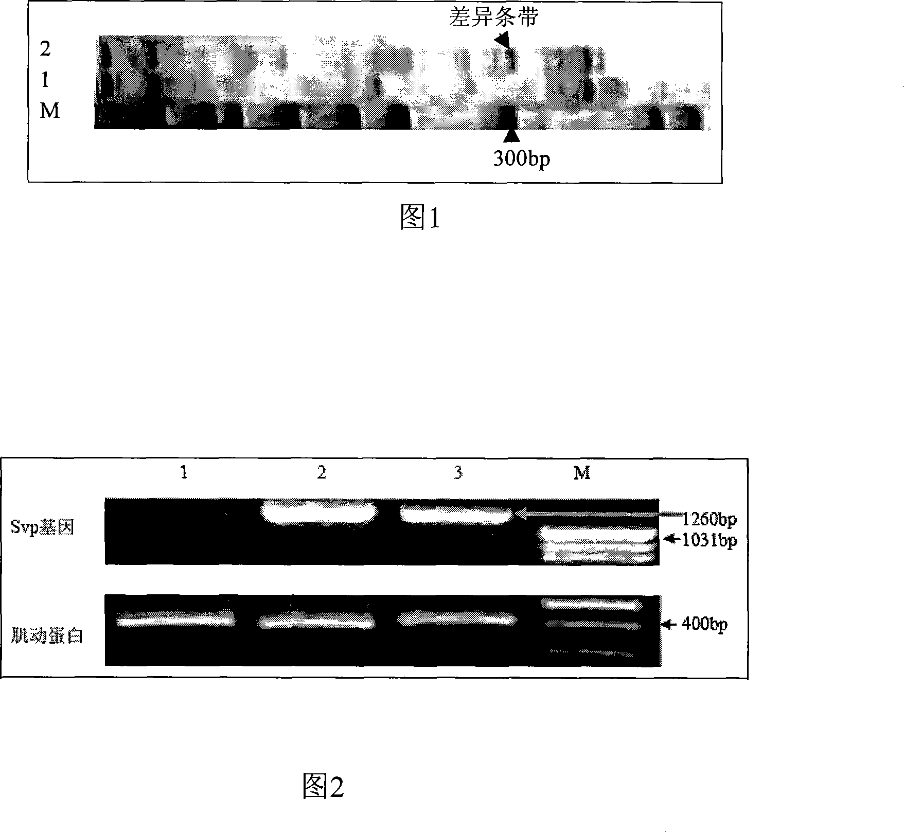 Tea geometrid nerve synaptic vesicle protein gene svp and application thereof