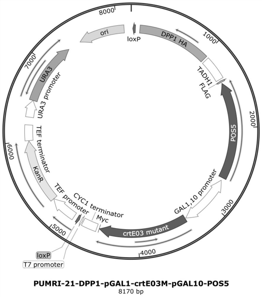 Genetically engineered bacterium for exocytosis of tocotrienols and application of genetically engineered bacterium