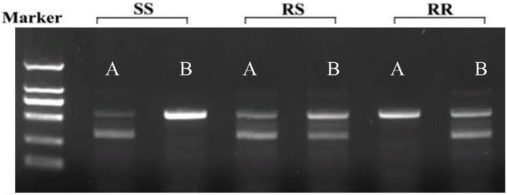 Matched reagent for identifying aedes-aegypti drug resistance and application thereof