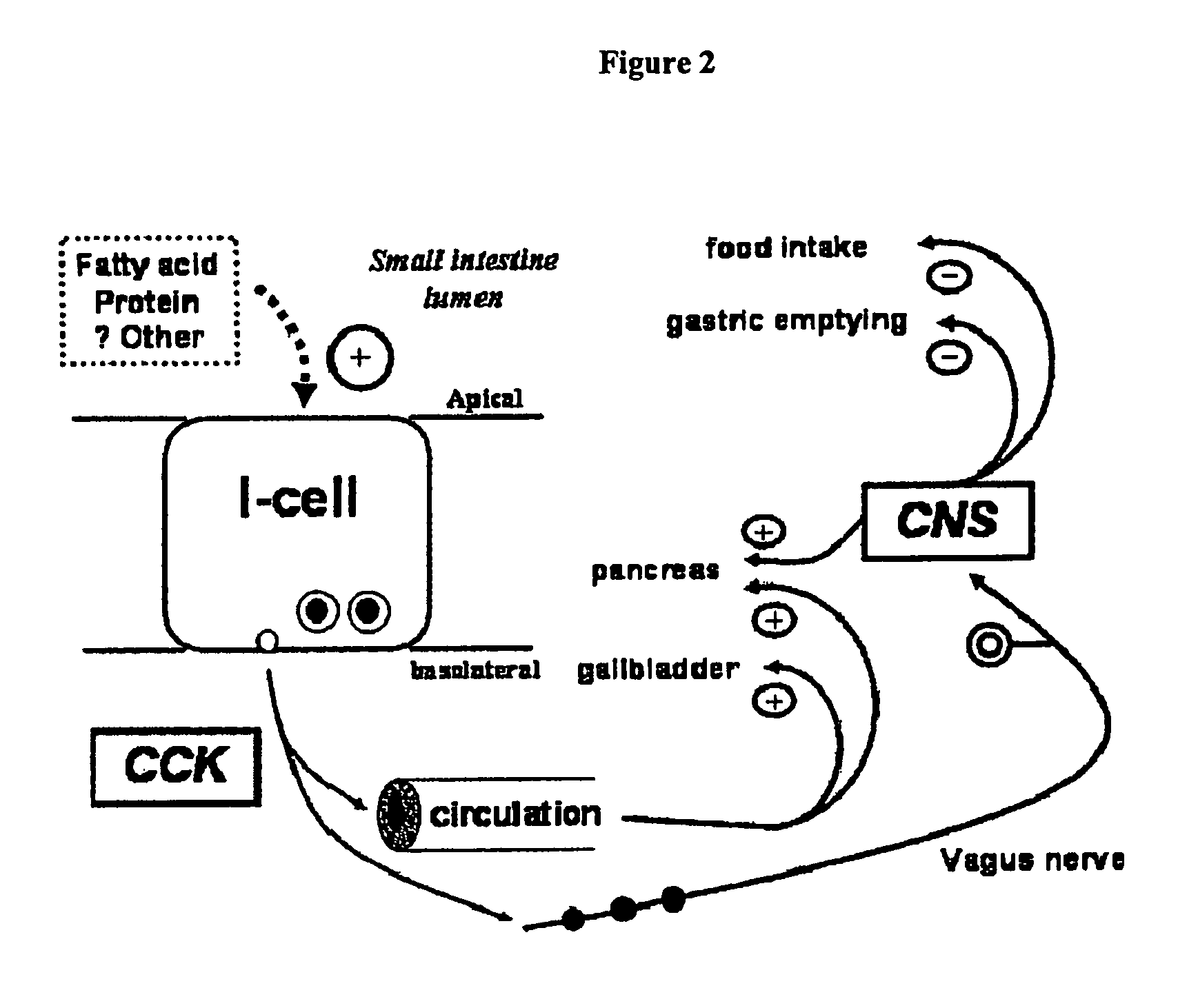 Methods and devices to curb appetite and/or reduce food intake