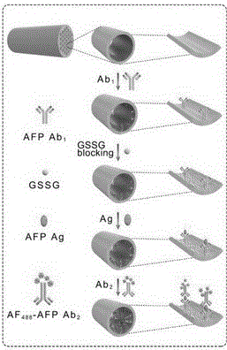 Immunosensor based on photonic crystal fiber and application thereof