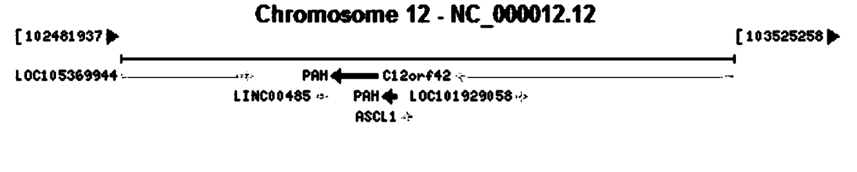 Specific primer for detecting phenylalanine hydroxylase gene mutation spectrums