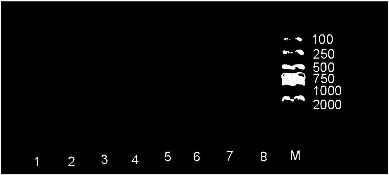 Specific primer for detecting phenylalanine hydroxylase gene mutation spectrums