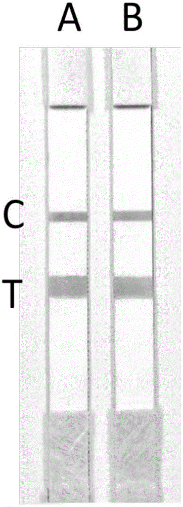 Extraction-free direct-amplification rapid detection method for SNP typing of human methylenetetrahydrofolate reductase (MTHFR) gene via test strips