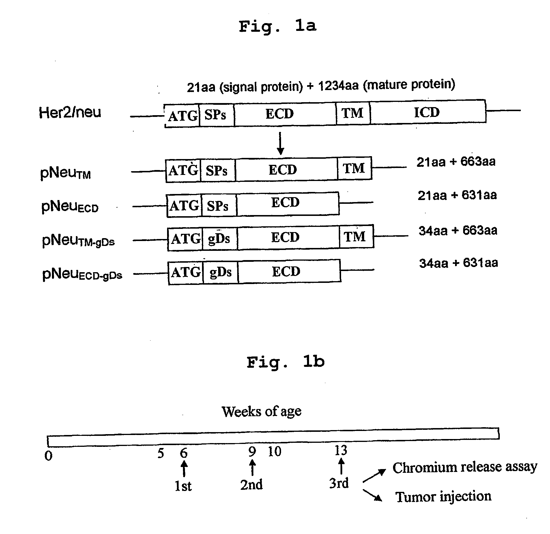 Her-2 neu dna vaccine having anti-cancer activity