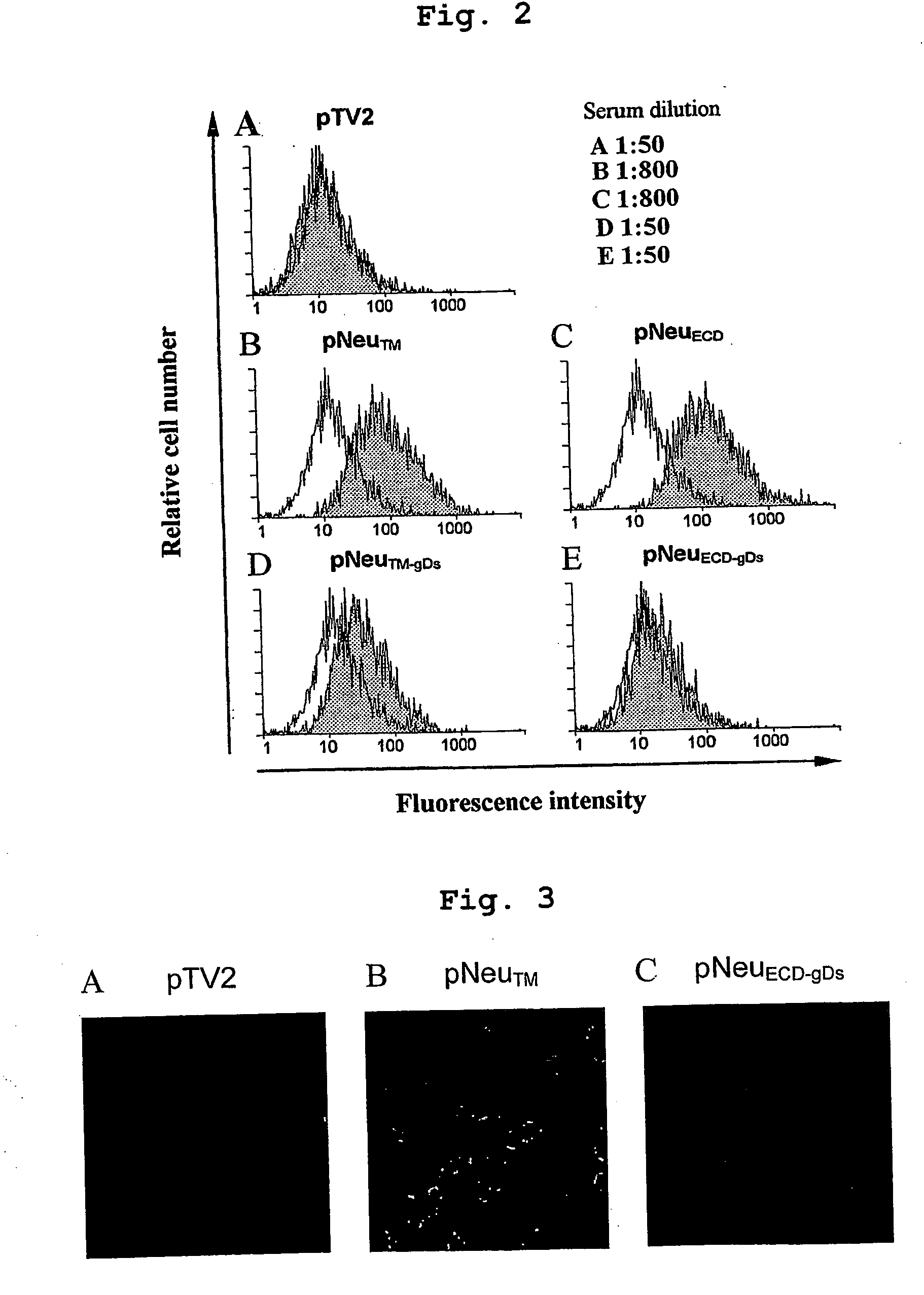 Her-2 neu dna vaccine having anti-cancer activity