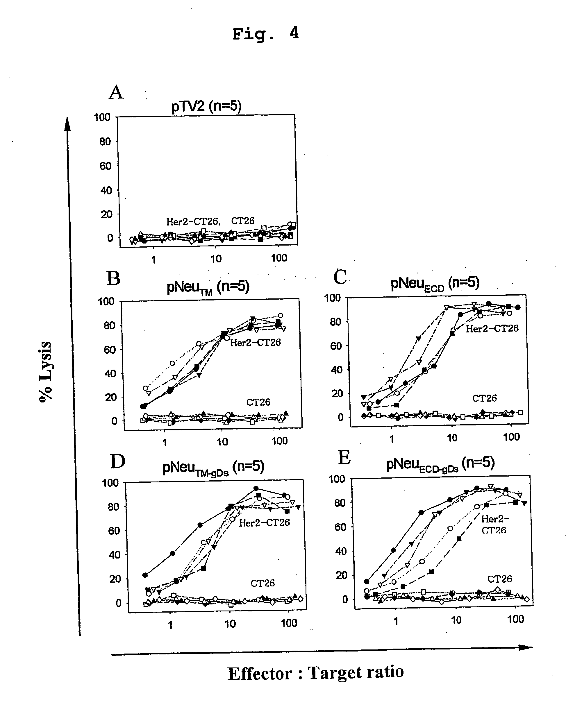 Her-2 neu dna vaccine having anti-cancer activity