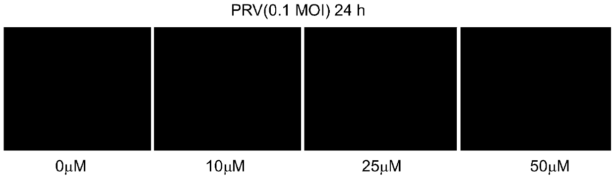 Broad-spectrum antiviral drug or composition