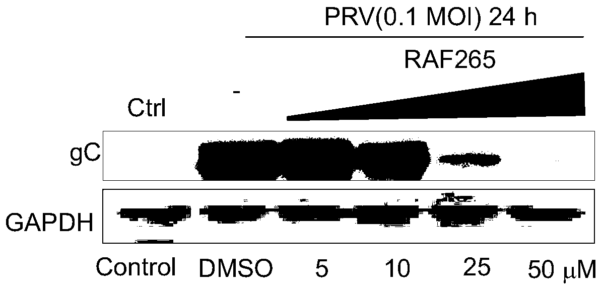 Broad-spectrum antiviral drug or composition