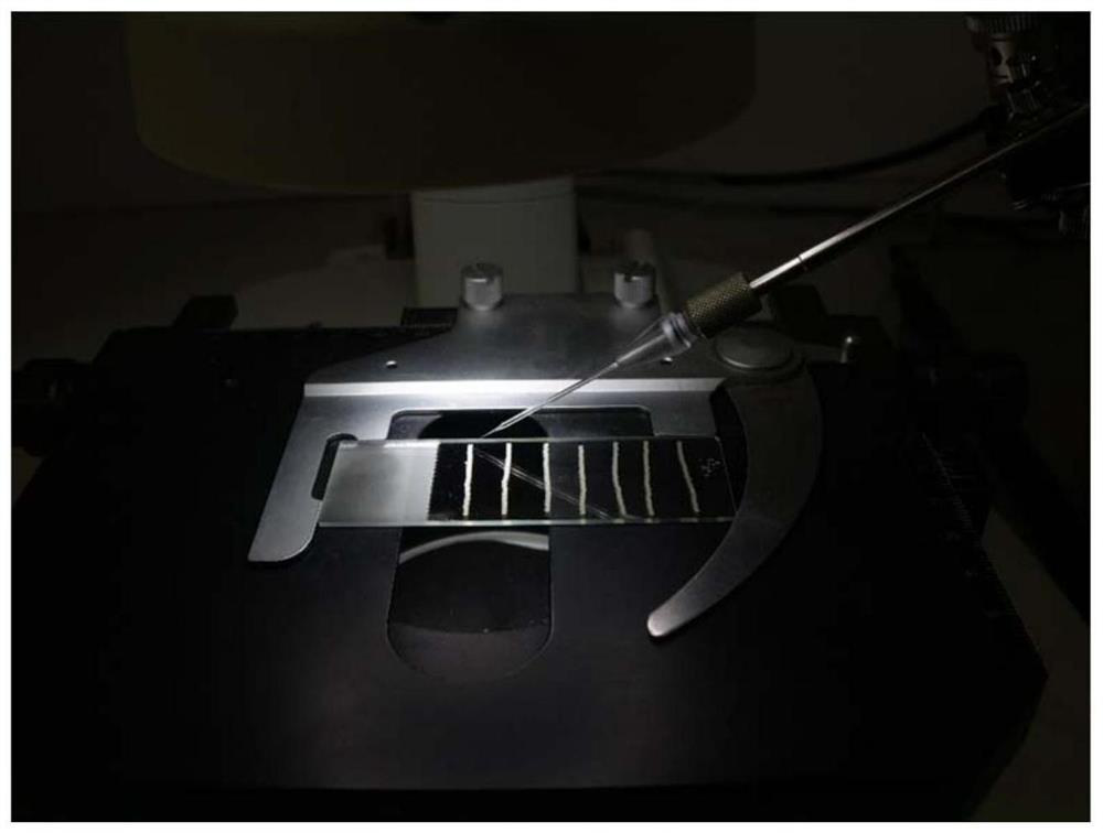 Method for establishing hermetia illucens embryo microinjection platform