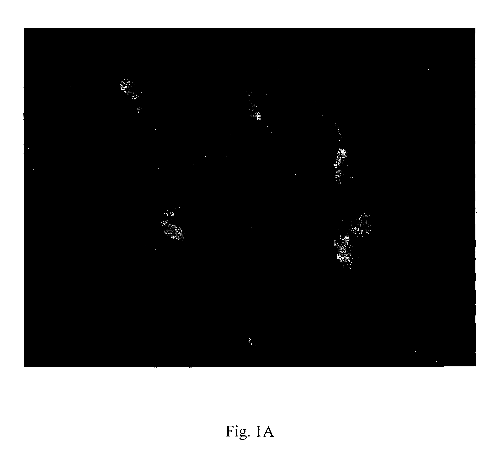 Assay for drug discovery based on in vitro differentiated cells