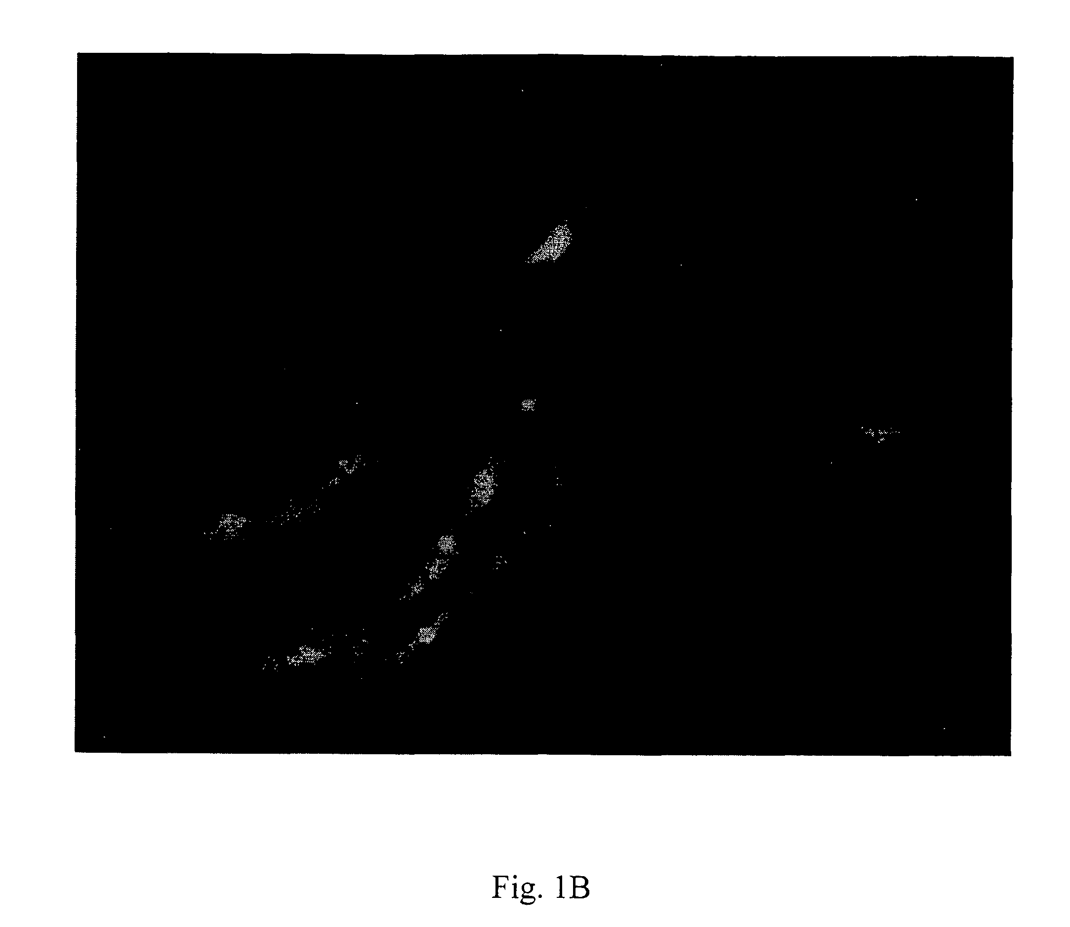 Assay for drug discovery based on in vitro differentiated cells