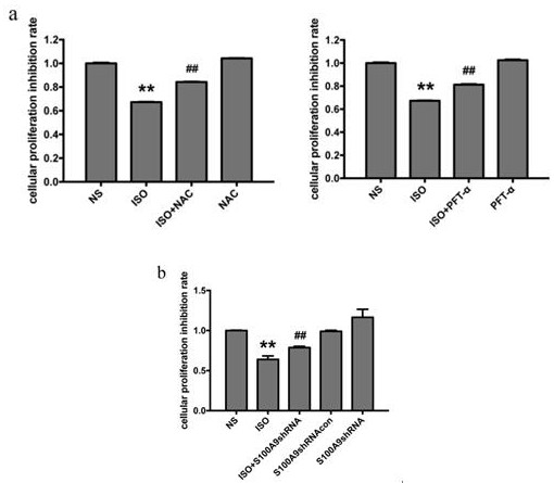 Application of Bupleurum Polysaccharides in Medicines for Treating Myocardial Injury