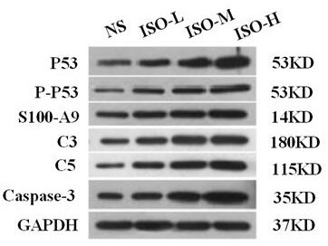 Application of Bupleurum Polysaccharides in Medicines for Treating Myocardial Injury