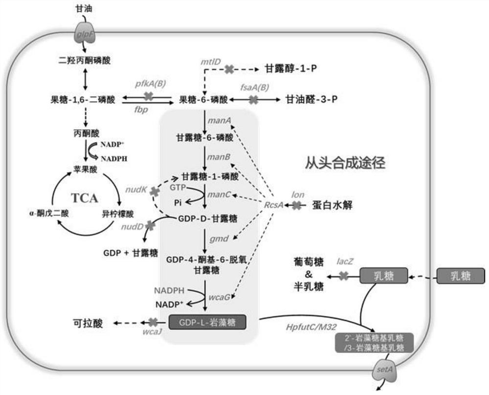 Genetically engineered bacterium for producing fucosyllactose and production method