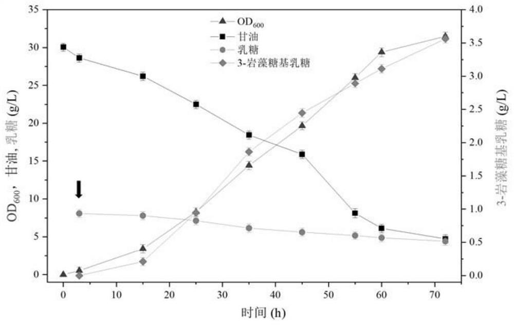 Genetically engineered bacterium for producing fucosyllactose and production method