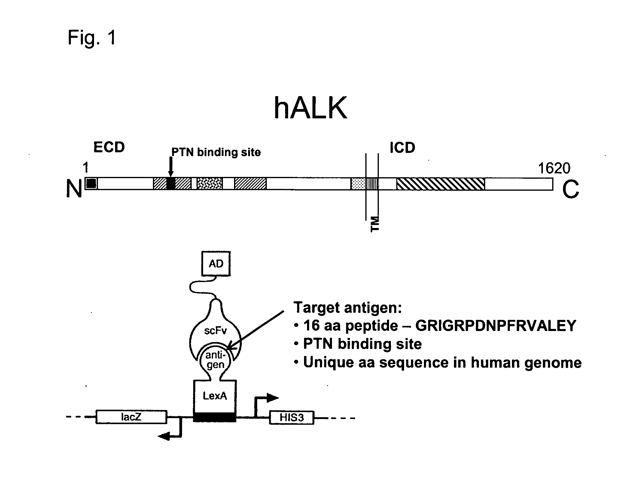 Antibodies binding to the extracellular domain of the receptor tyrosine kinase ALK