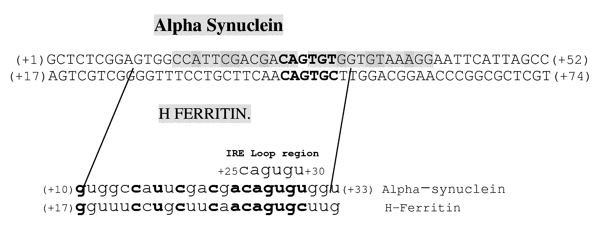 Translation Enhancer Elements Of Genes Encoding Human Tau Protein and Human Alpha-Synuclein Protein