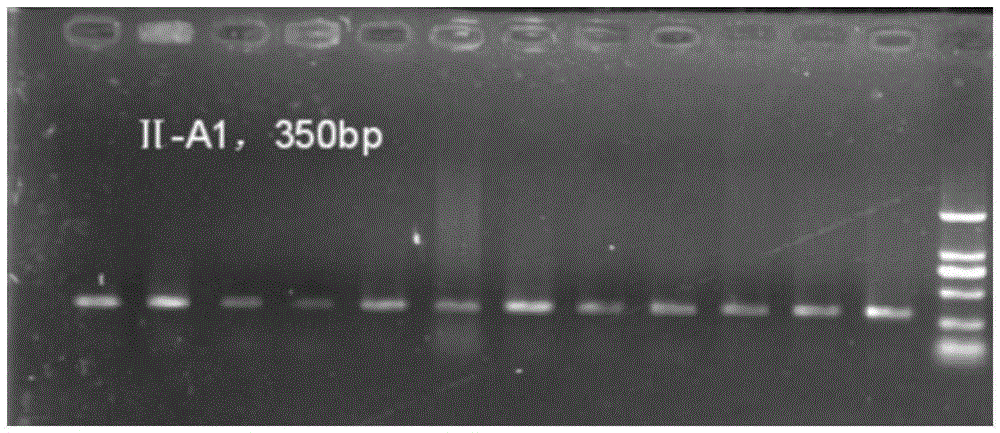 Specific primer and parting method for II-type MHC gene for anti-bacterial potential detection on crested ibis