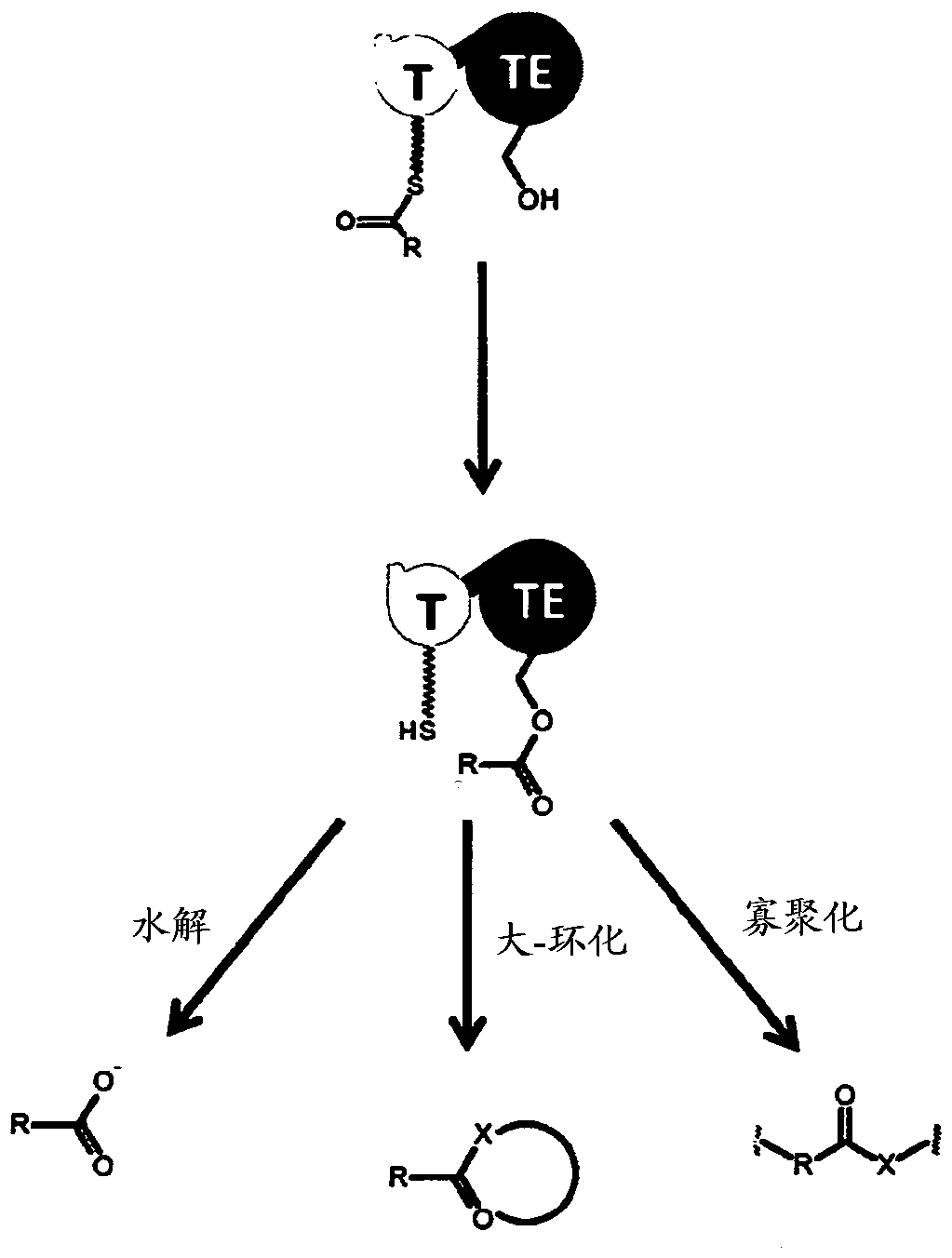 Artificial non-ribosomal peptide synthetases