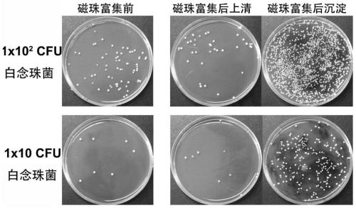 Fungus detection kit and application thereof