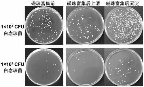 Fungus detection kit and application thereof