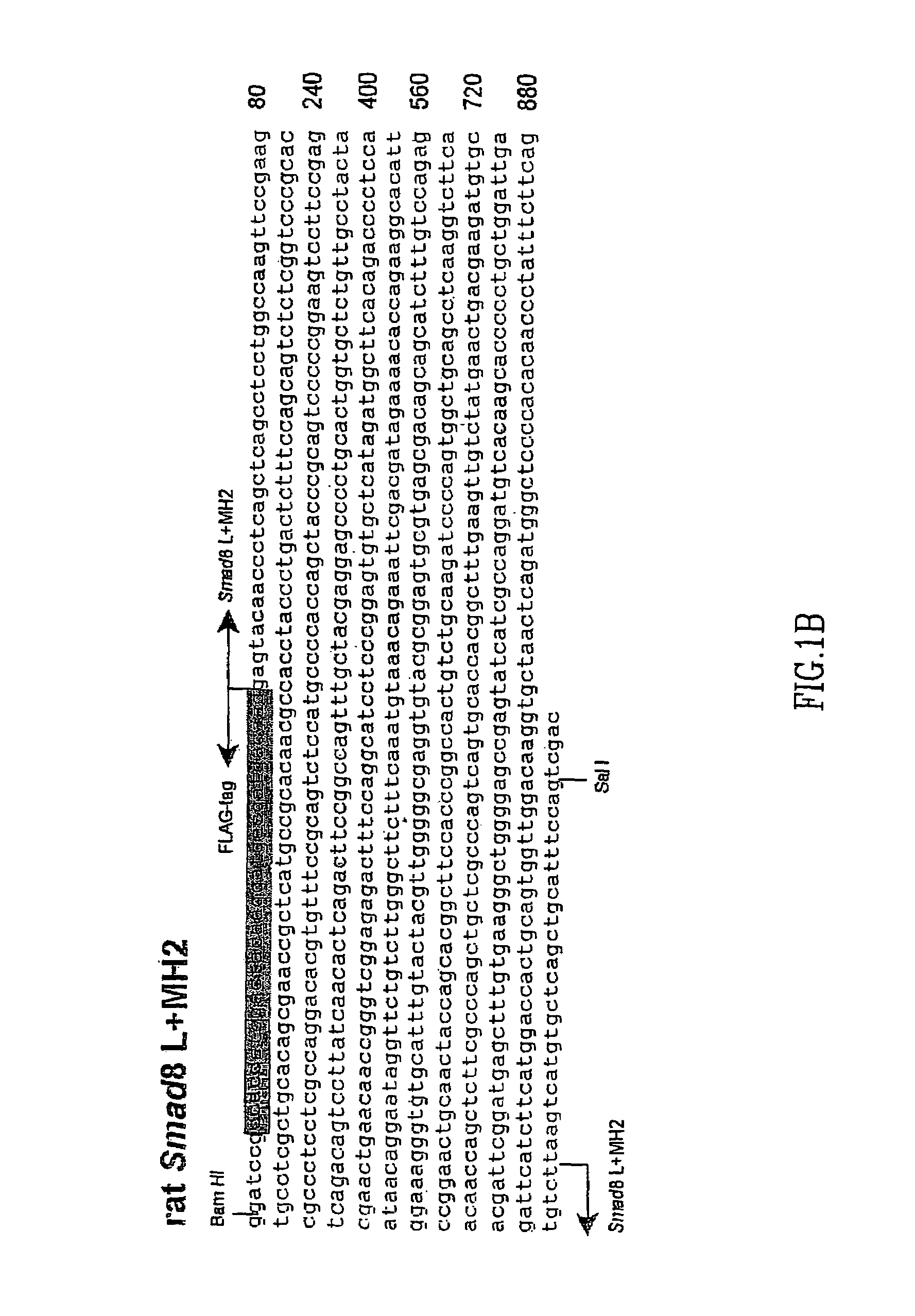 Methods of inducing or enhancing connective tissue repair