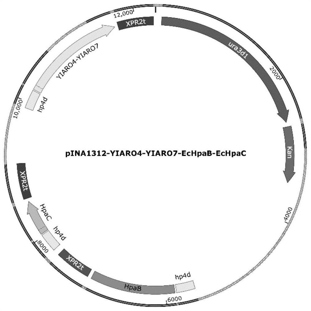 Engineering bacterium for microbial synthesis of piceatannol by taking glucose as substrate as well as construction and application of engineering bacterium