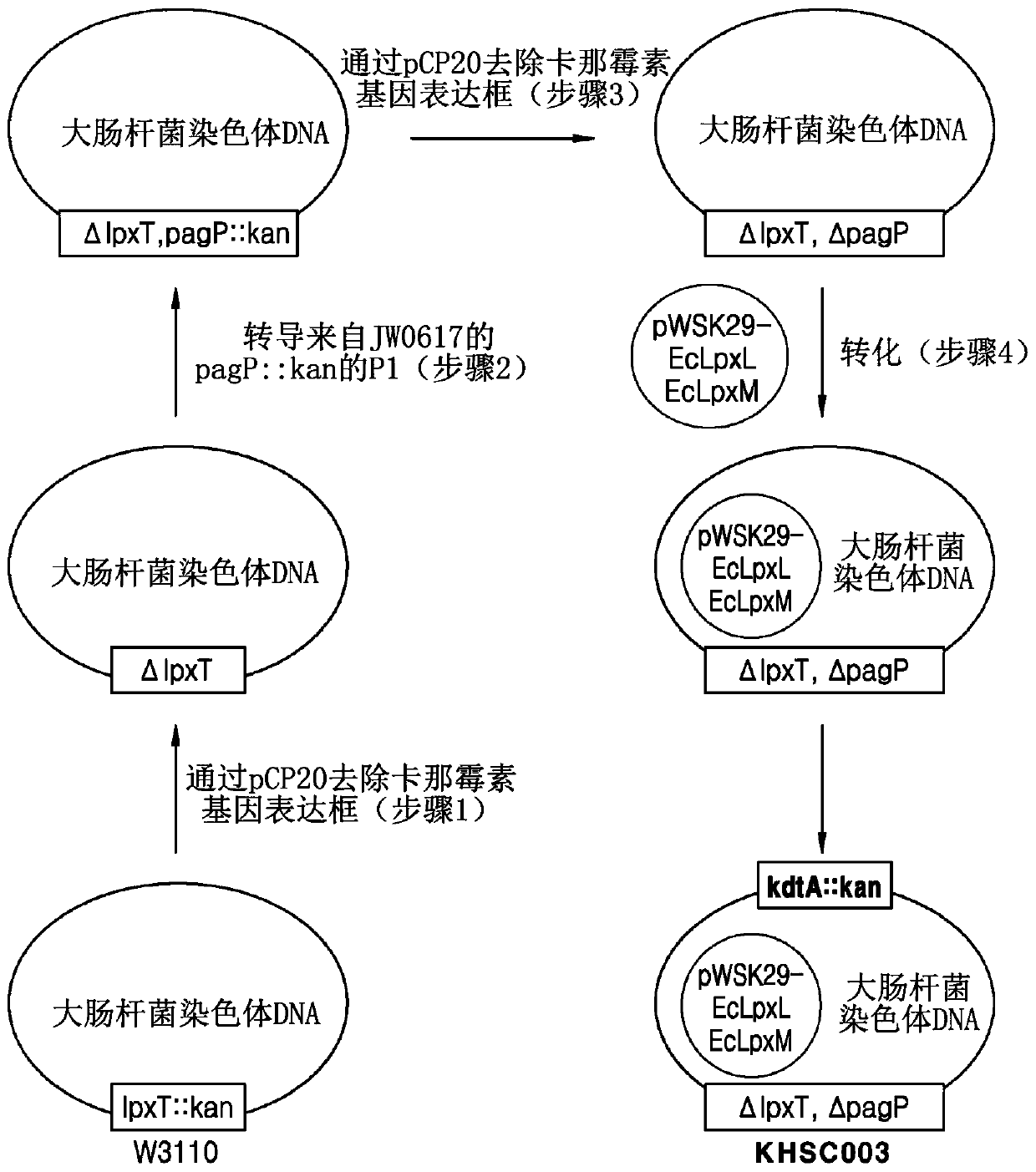 Bacterium producing monophosphoryl lipid A and method of producing monophosphoryl lipid A by using bacterium