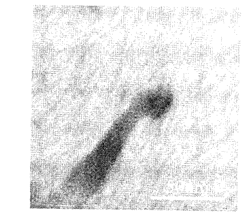 Method for growing ZnSe monocrystal nanowire