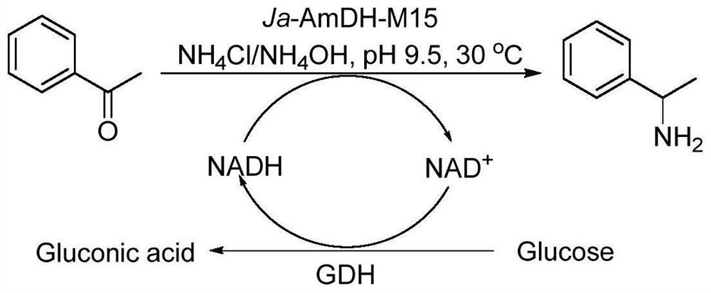 Amine dehydrogenase as well as coding nucleic acid and application thereof