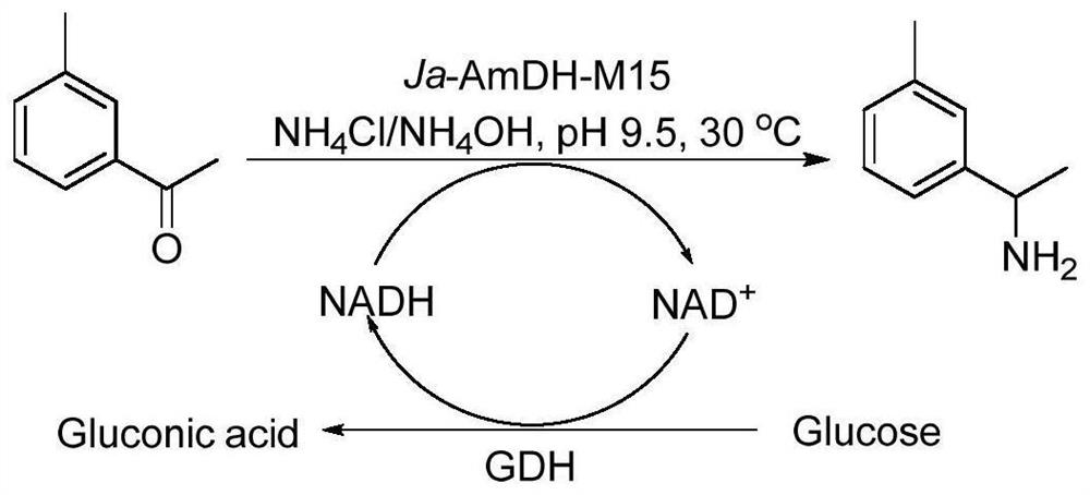 Amine dehydrogenase as well as coding nucleic acid and application thereof