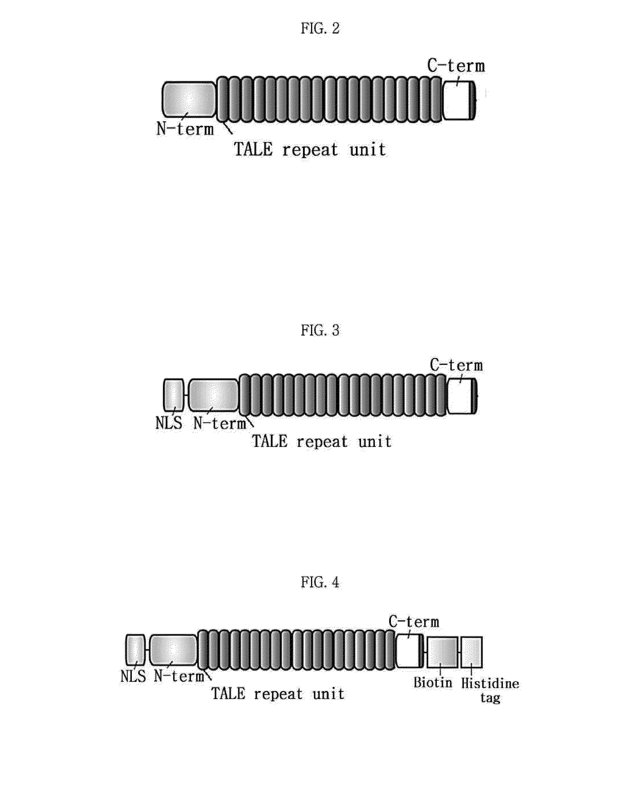 Composition for detection or diagnosis of diseases containing transcription activator-like effector