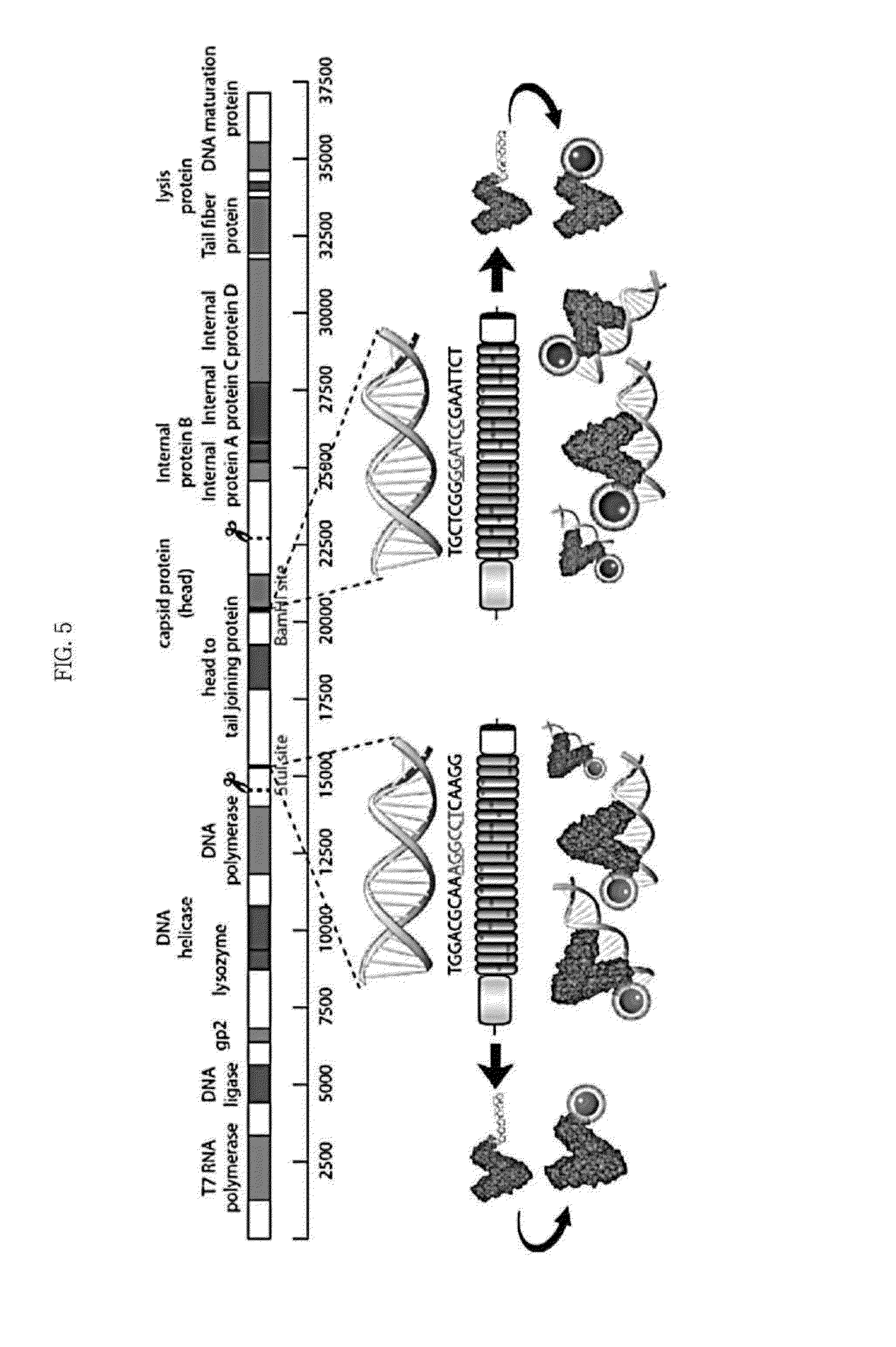 Composition for detection or diagnosis of diseases containing transcription activator-like effector