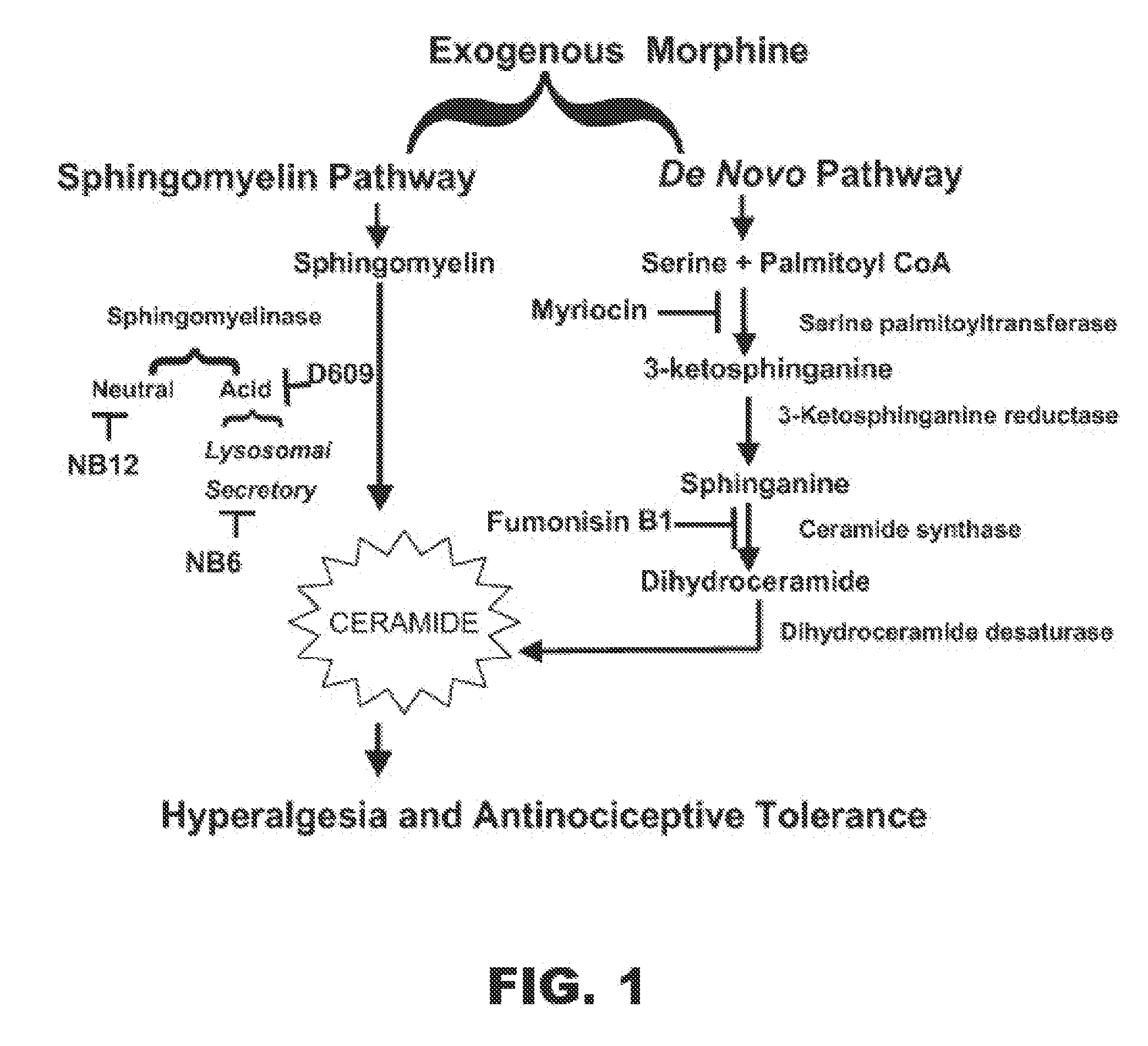 Compositions and methods for treating conditions associated with ceramide biosynthesis