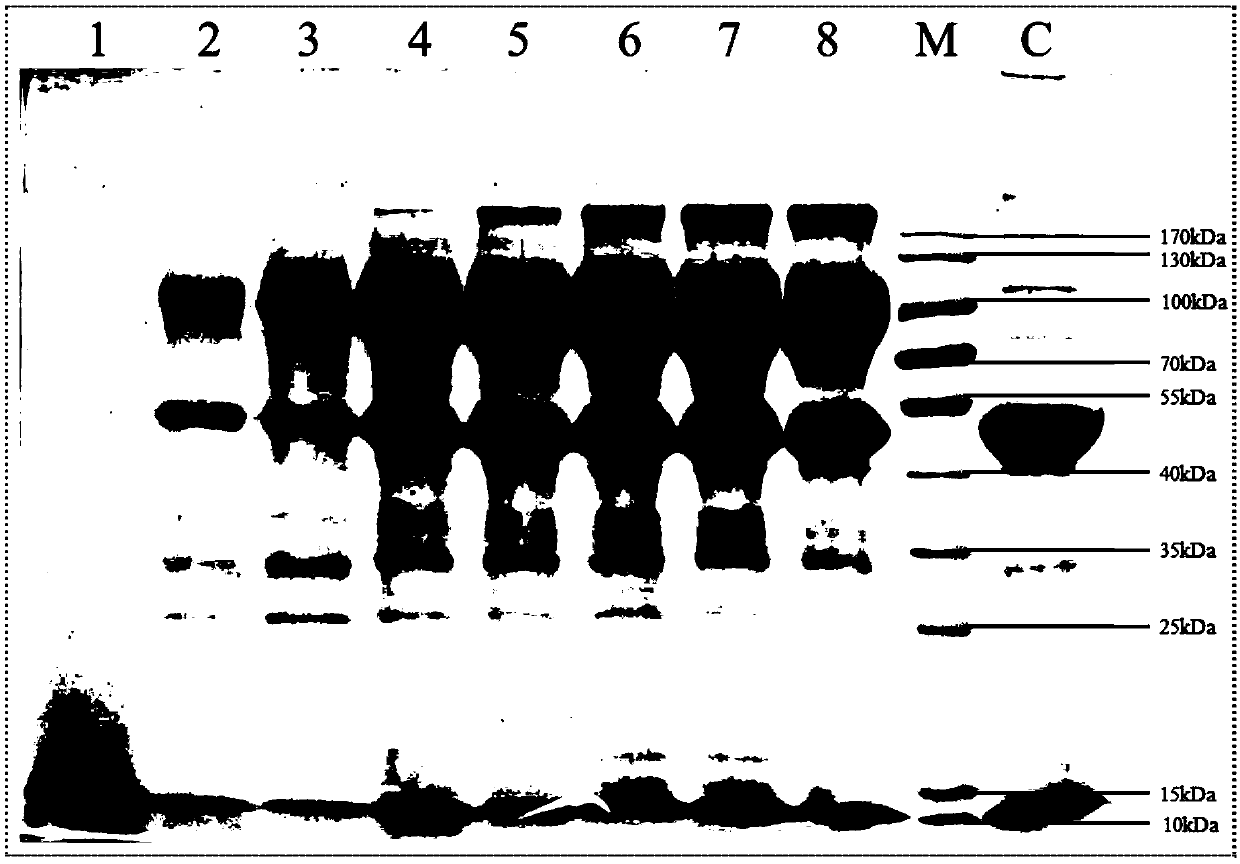 Optimized high-temperature acid trehalinase TreMT1 and coding gene and application thereof