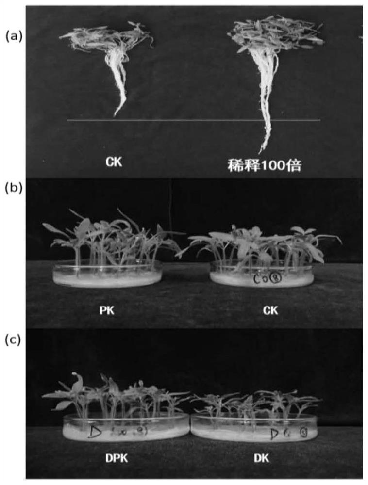 Korean pseudomonas and application thereof