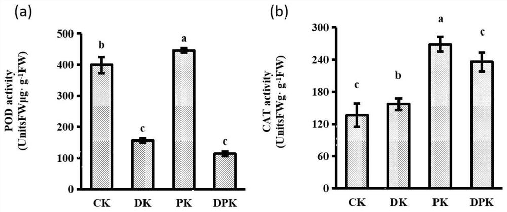 Korean pseudomonas and application thereof