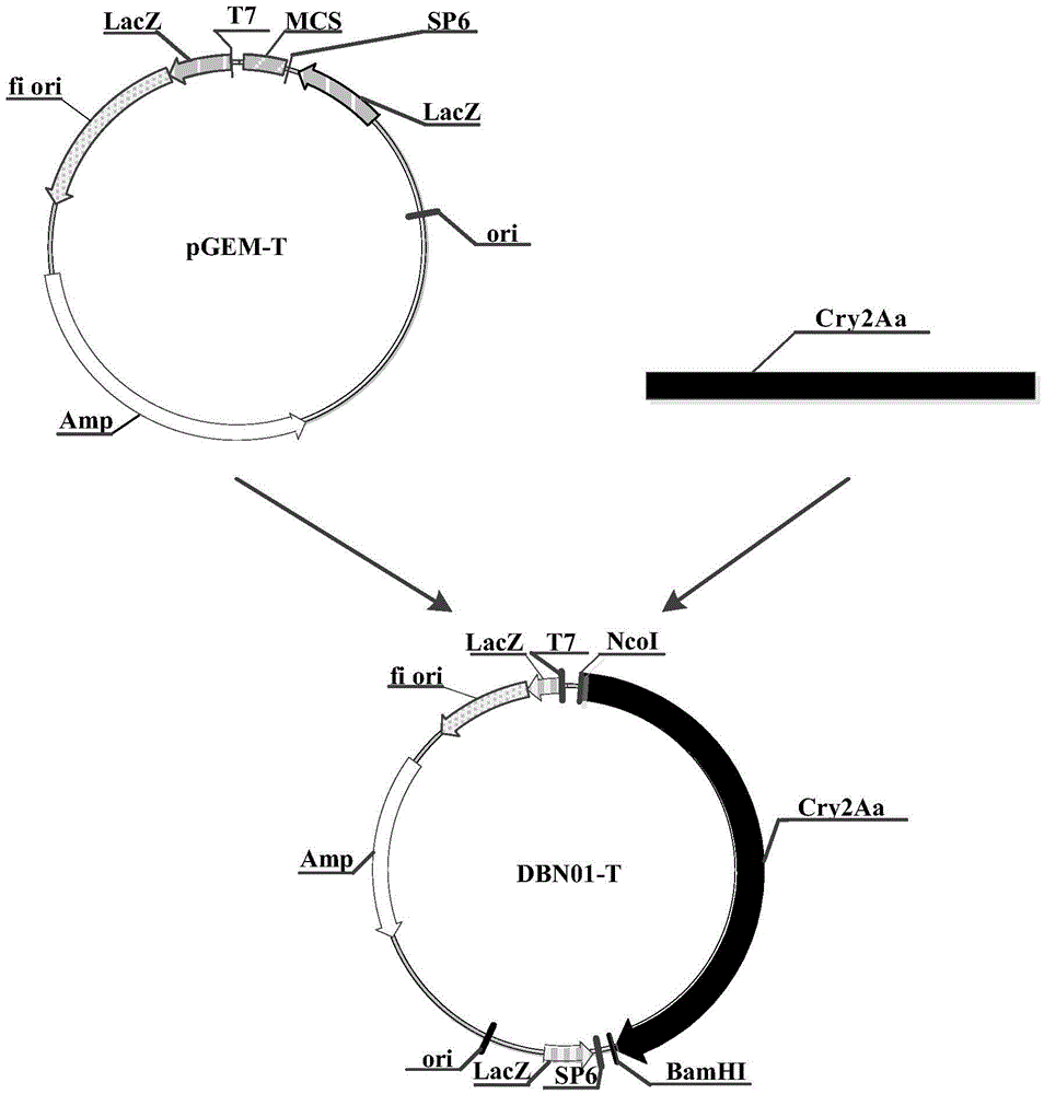 Constructs and methods for controlling pests