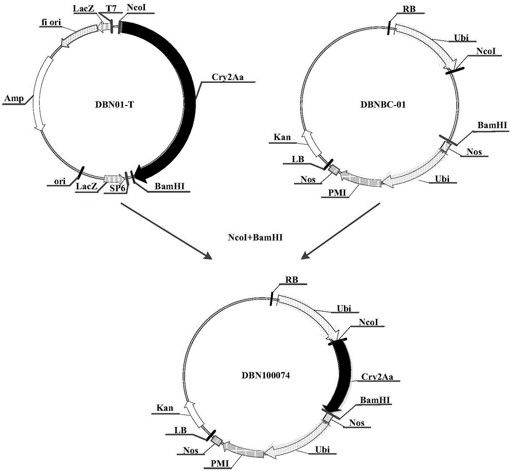 Constructs and methods for controlling pests