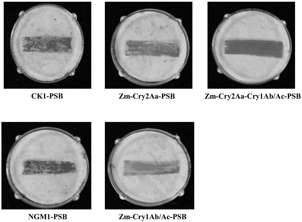 Constructs and methods for controlling pests