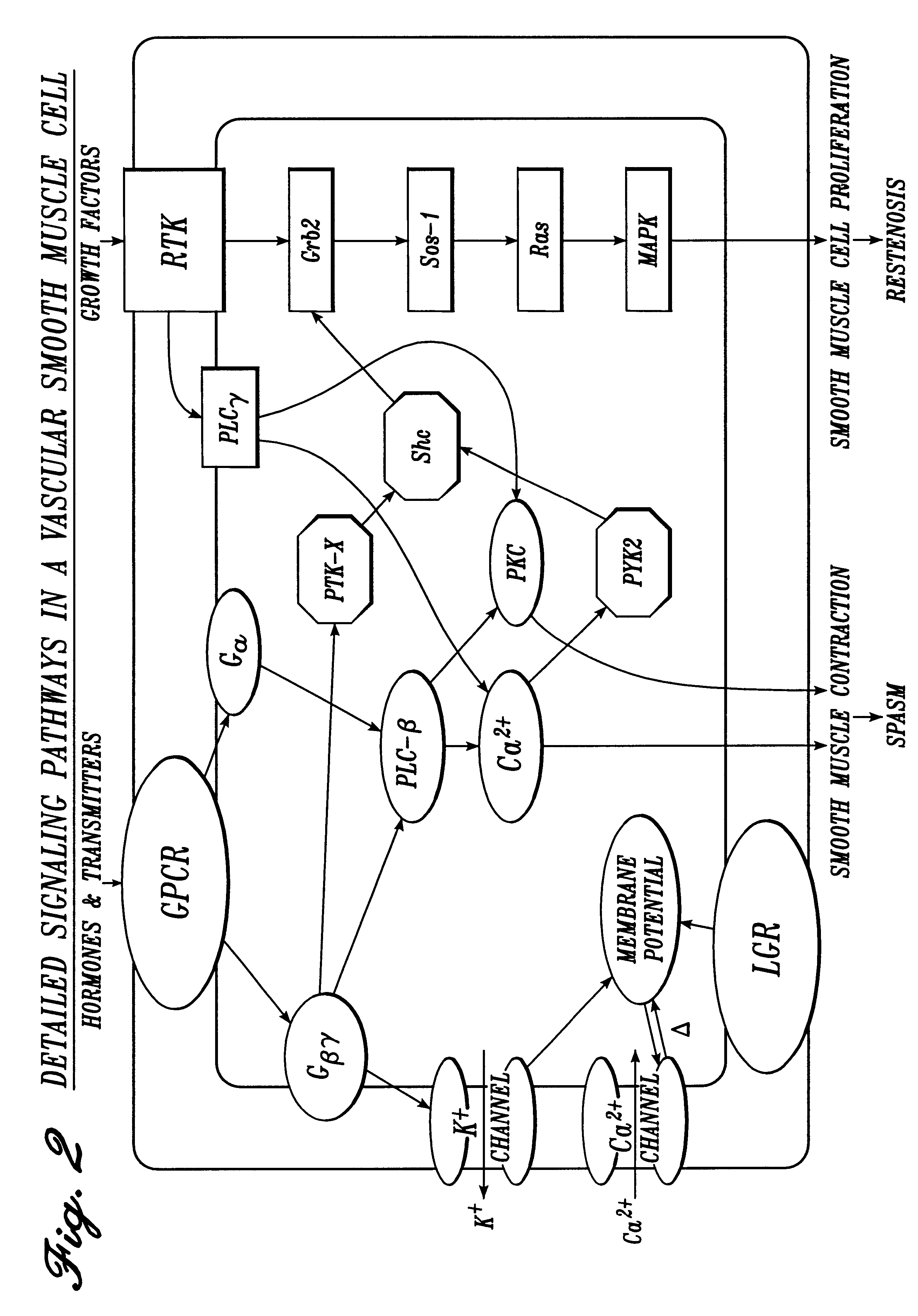 Pharmaceutical compositions