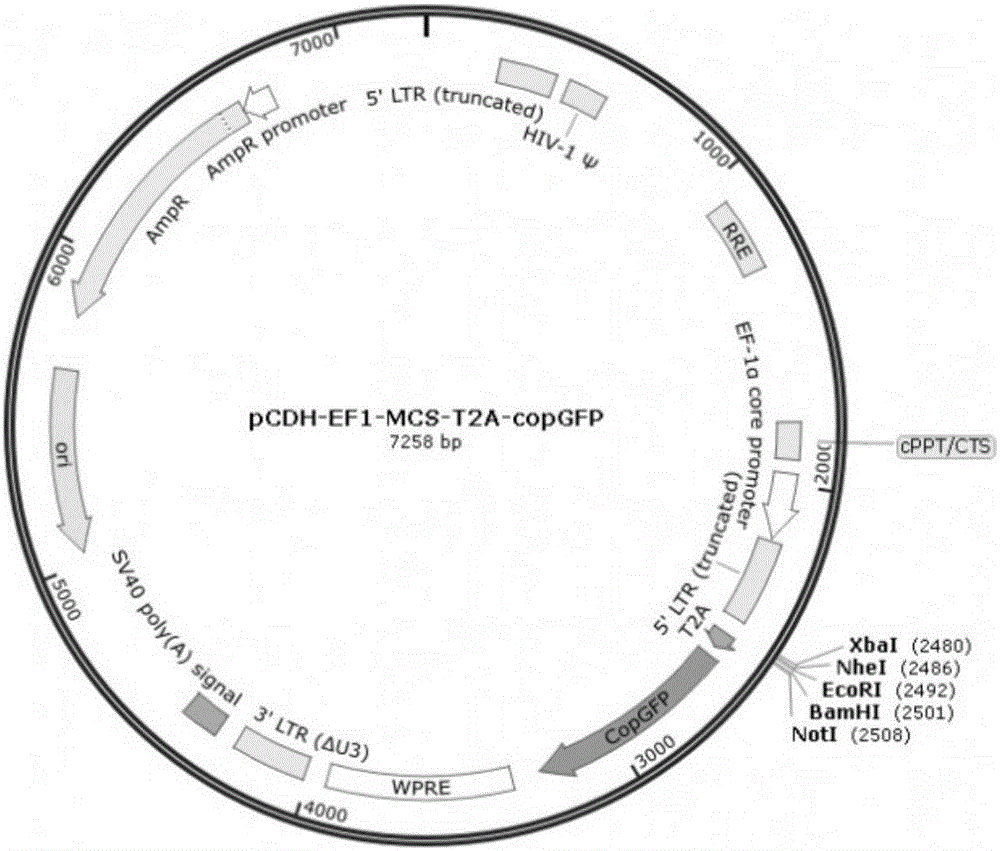 ROR1 specific chimeric antigen receptor and application thereof